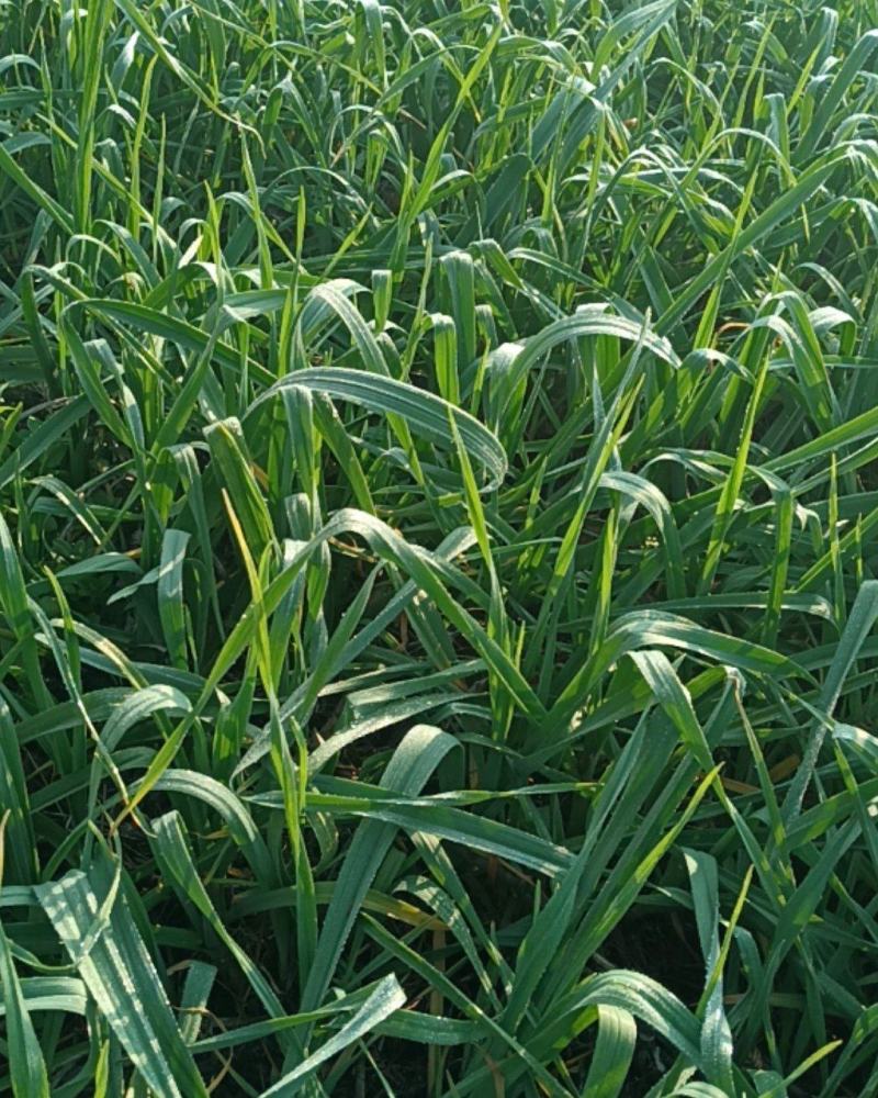 湖北川蒜红根蒜苗大蒜叶香蒜矮脚40~45cm自己家里种