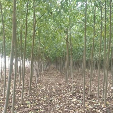 米径2公分柳树，速生竹柳青皮柳树，低价出售，安徽货源充足