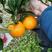 80以上高品质春见柑桔40万斤春见柑橘耙耙柑水果成熟了！