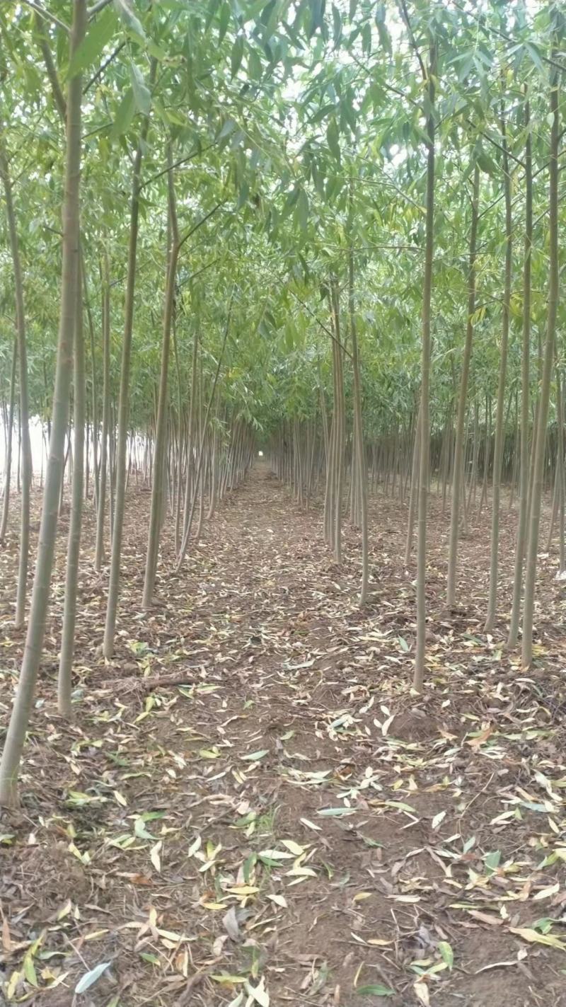 米径2公分柳树，速生竹柳青皮柳树，低价出售，安徽货源充足