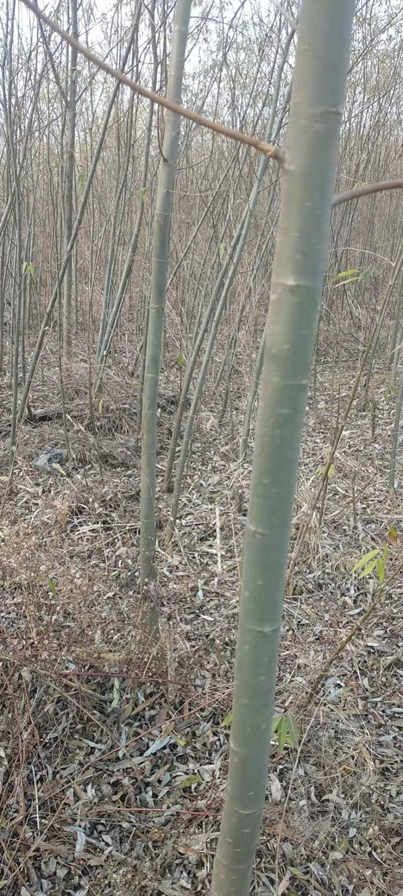 米径2公分柳树，速生竹柳青皮柳树，低价出售，安徽货源充足