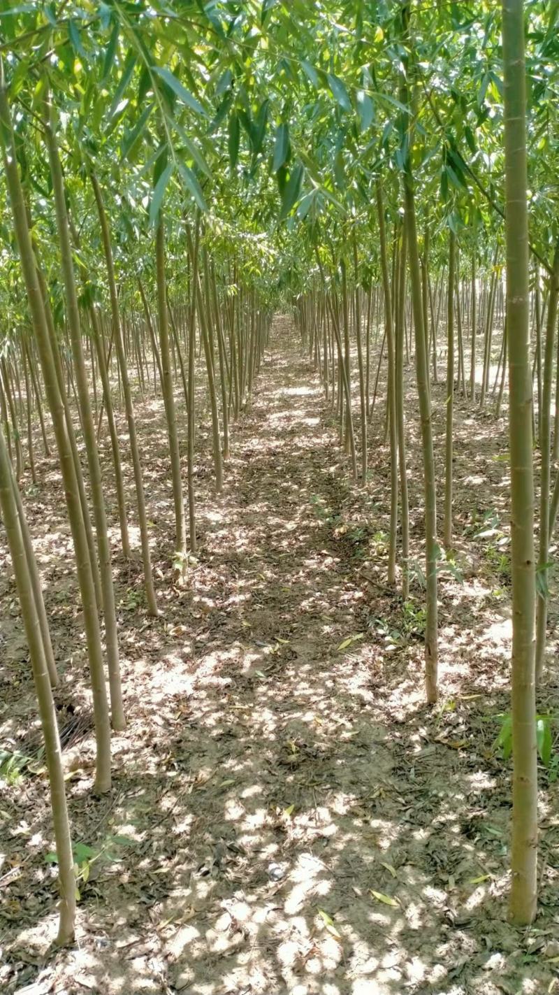 米径2公分柳树，速生竹柳青皮柳树，低价出售，安徽货源充足