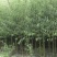 米径2公分柳树，速生竹柳青皮柳树，低价出售，安徽货源充足