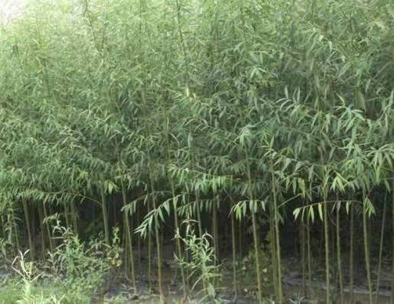米径2公分柳树，速生竹柳青皮柳树，低价出售，安徽货源充足