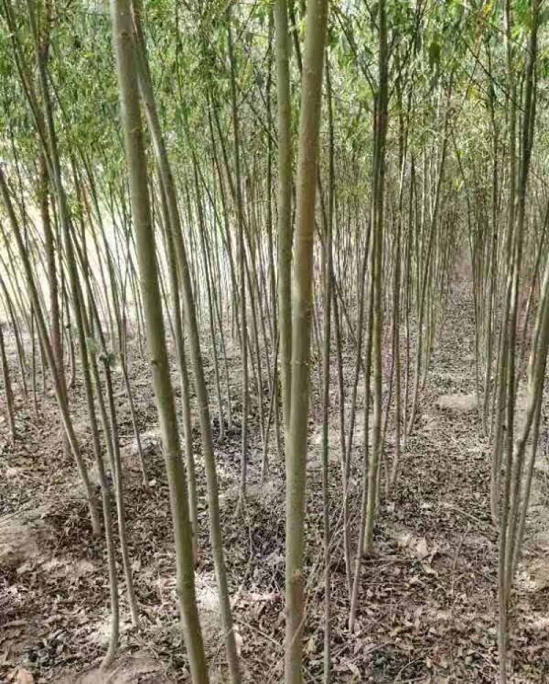 米径2公分柳树，速生竹柳青皮柳树，低价出售，安徽货源充足