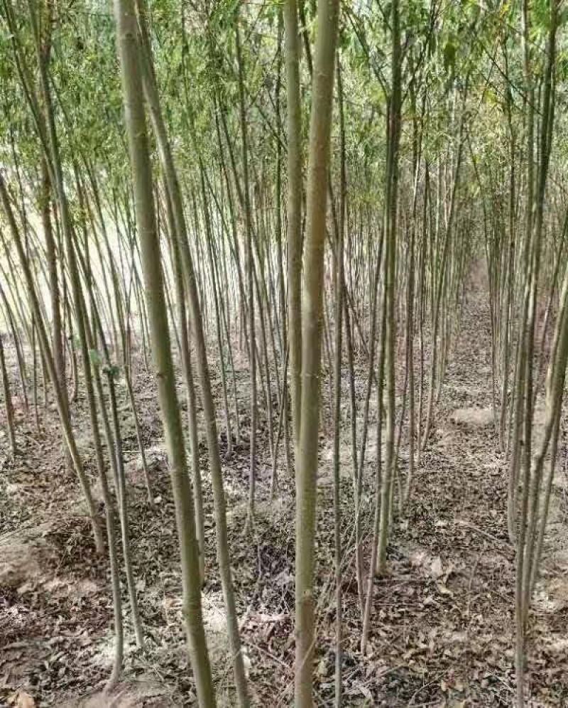 米径2公分柳树，速生竹柳青皮柳树，低价出售，安徽货源充足