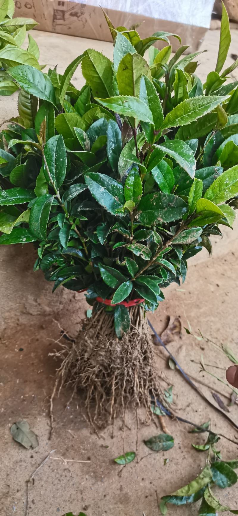 供应桂花苗一至三年生的桂花小苗八月桂树苗金桂苗占地绿化树