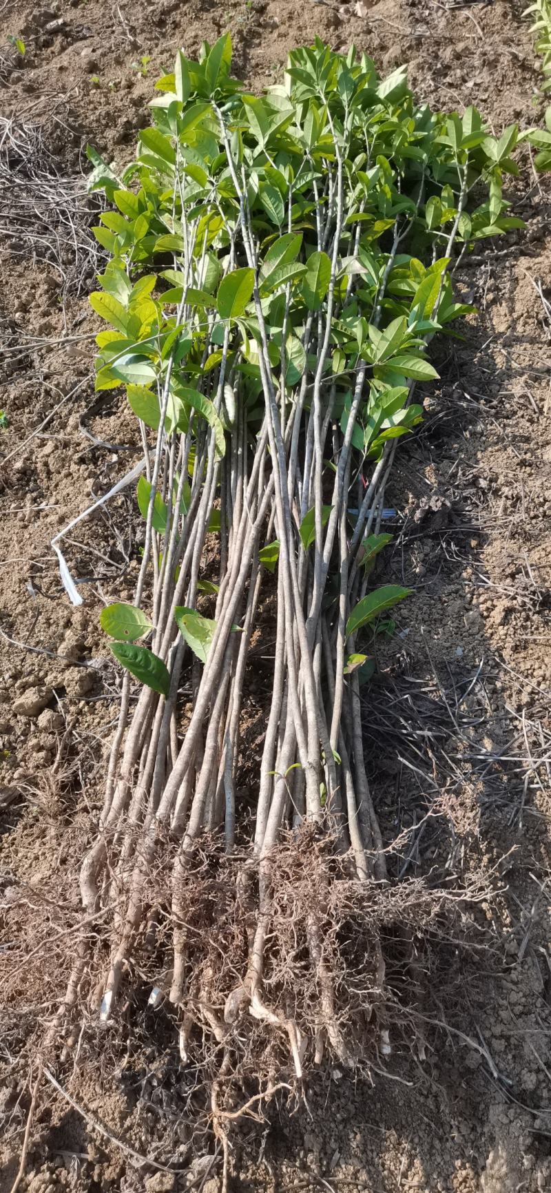供应桂花苗一至三年生的桂花小苗八月桂树苗金桂苗占地绿化树