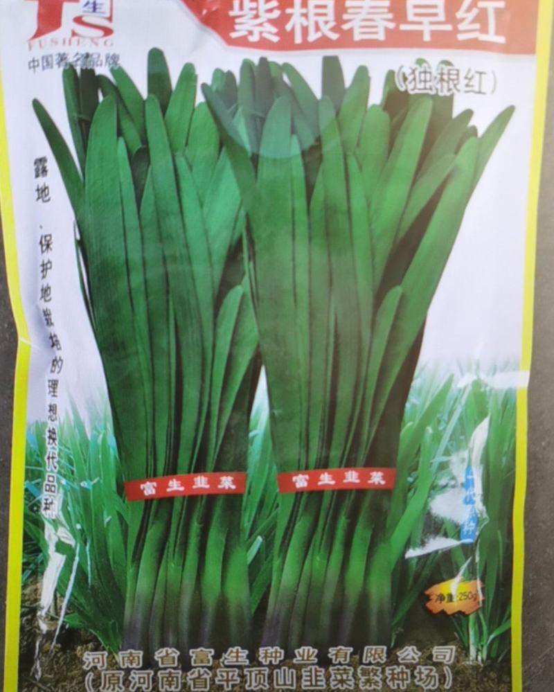 紫根韭菜种子早春种植独根红韭菜籽抗病耐热宽叶生长快