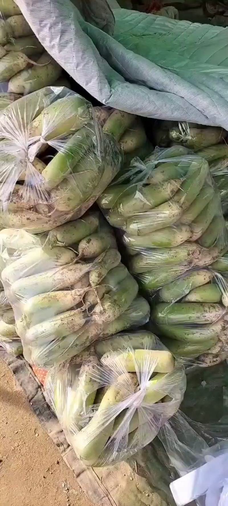 青萝卜，基地直发，货源充足，绿翠源果蔬专业