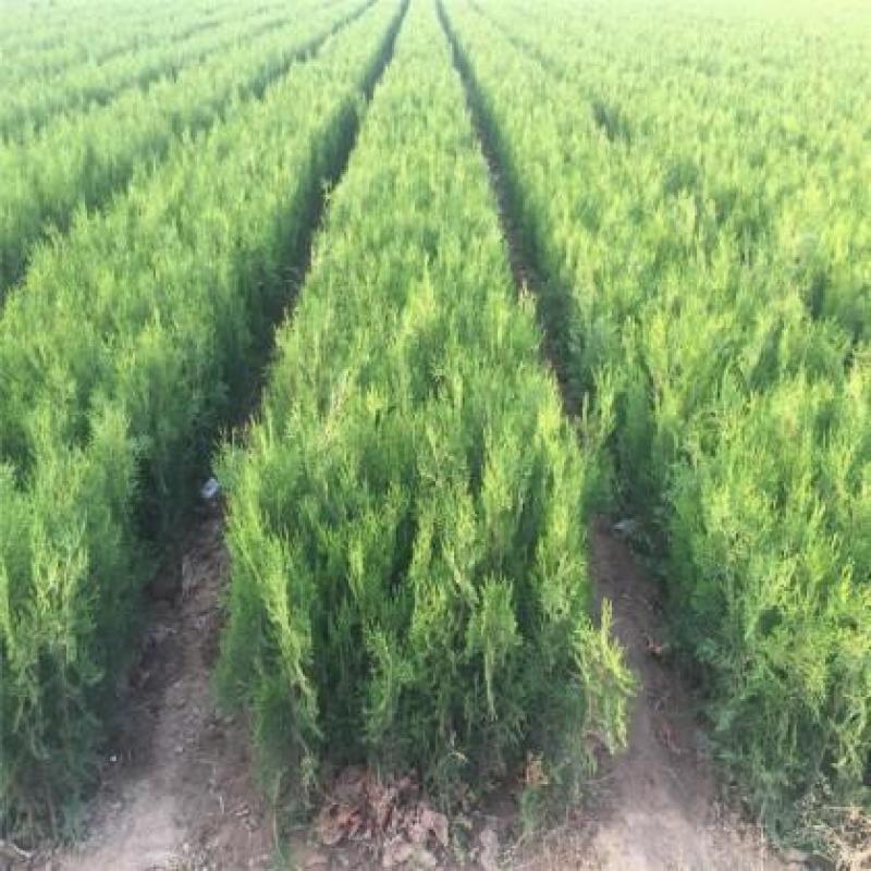 侧柏柏树基地直供绿化苗木工程南方北方营养杯原土发货盆栽