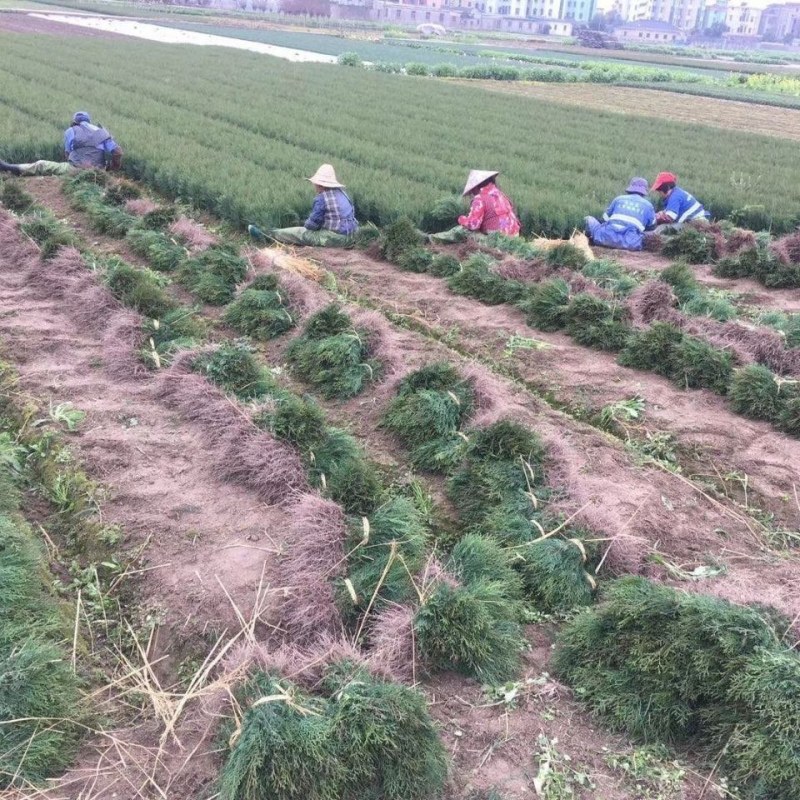 侧柏柏树基地直供绿化苗木工程南方北方营养杯原土发货盆栽
