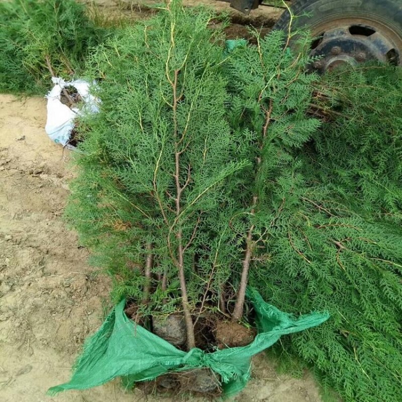侧柏柏树基地直供绿化苗木工程南方北方营养杯原土发货盆栽