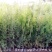 侧柏柏树基地直供绿化苗木工程南方北方营养杯原土发货盆栽