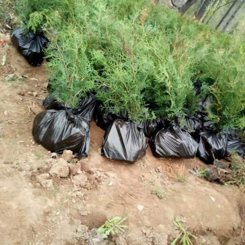 侧柏柏树基地直供绿化苗木工程南方北方营养杯原土发货盆栽