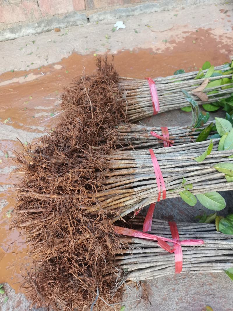 供应桂花树苗八月桂金桂广西桂花苗浓香型桂花树包邮