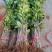供应桂花树苗八月桂金桂广西桂花苗浓香型桂花树包邮