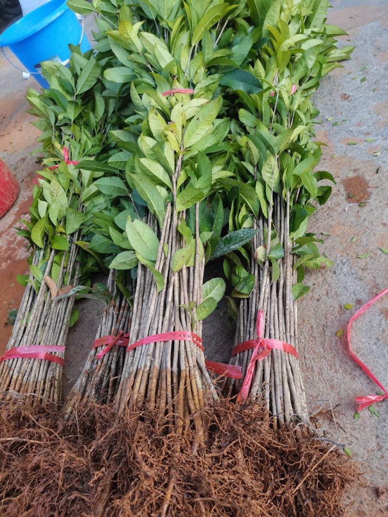 供应桂花树苗八月桂金桂广西桂花苗浓香型桂花树包邮