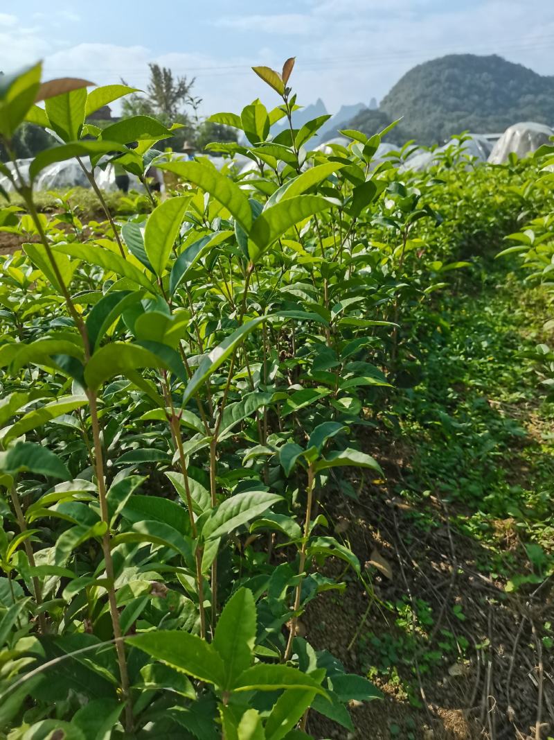 供应桂花树苗八月桂金桂广西桂花苗浓香型桂花树包邮