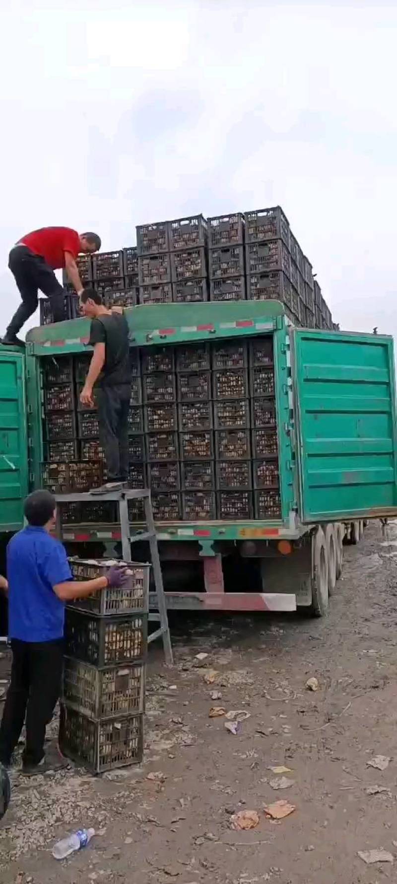 筐，塑料筐，水果筐厂家，量大，要货的老板速度连系。