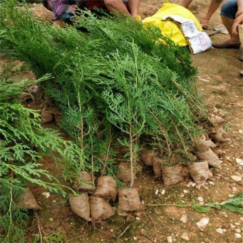 侧柏苗侧柏基地直供绿化苗木工程用苗基地货源