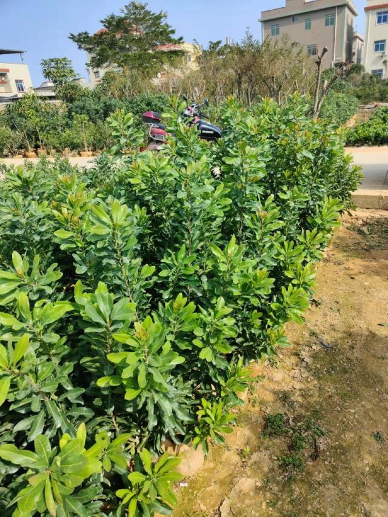 杨梅苗，硬丝，软丝根系发达，易成活全国货欢迎来采购量大优
