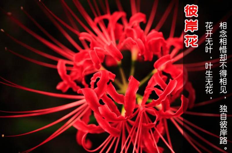彼岸花种子曼珠沙华盆栽彼岸花种球石蒜花室内四季种花