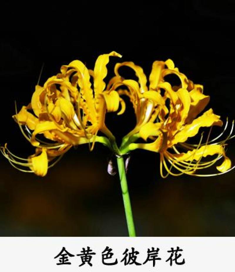 彼岸花种子曼珠沙华盆栽彼岸花种球石蒜花室内四季种花