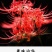 彼岸花种子曼珠沙华盆栽彼岸花种球石蒜花室内四季种花