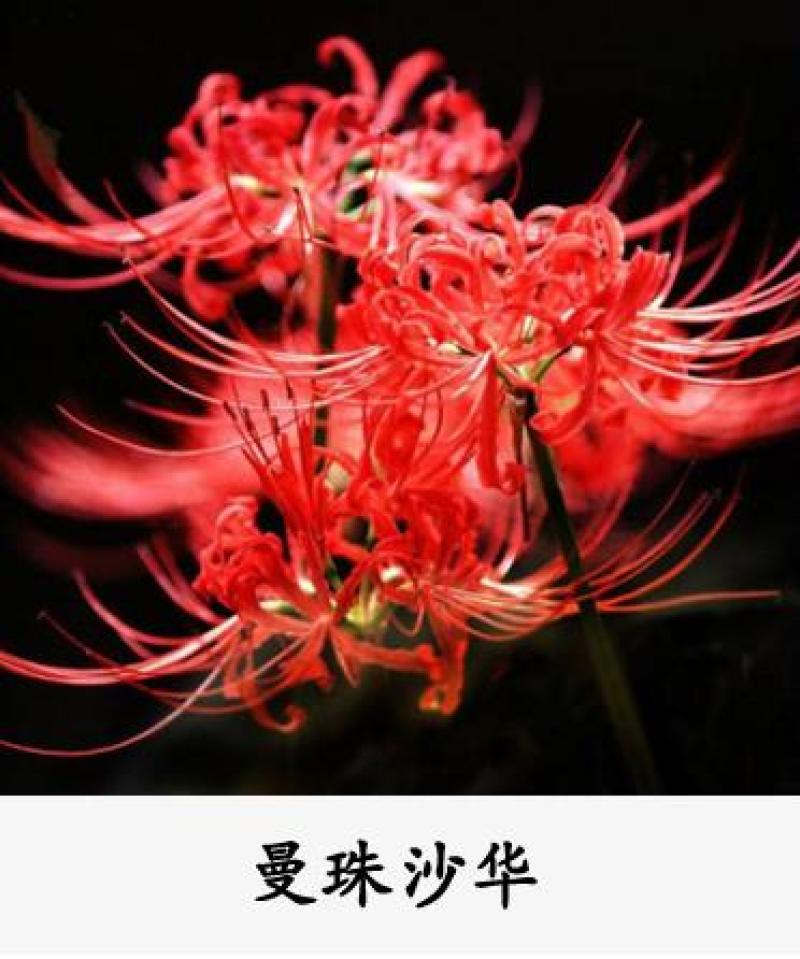彼岸花种子曼珠沙华盆栽彼岸花种球石蒜花室内四季种花