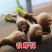 彼岸花种子曼珠沙华盆栽彼岸花种球石蒜花室内四季种花
