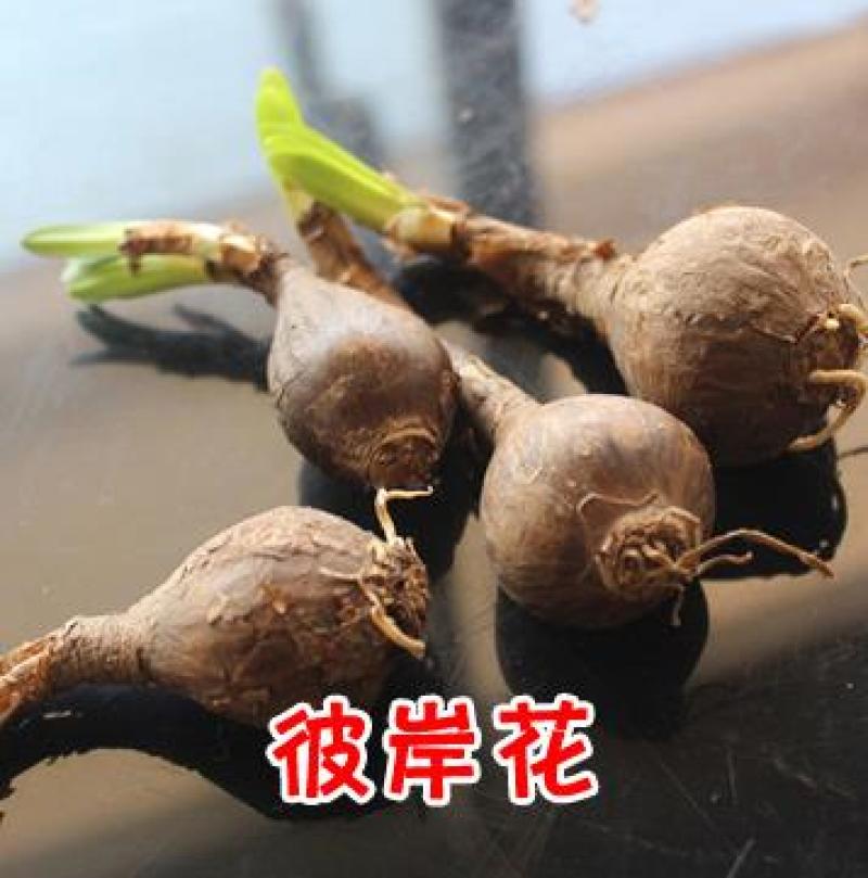 彼岸花种子曼珠沙华盆栽彼岸花种球石蒜花室内四季种花