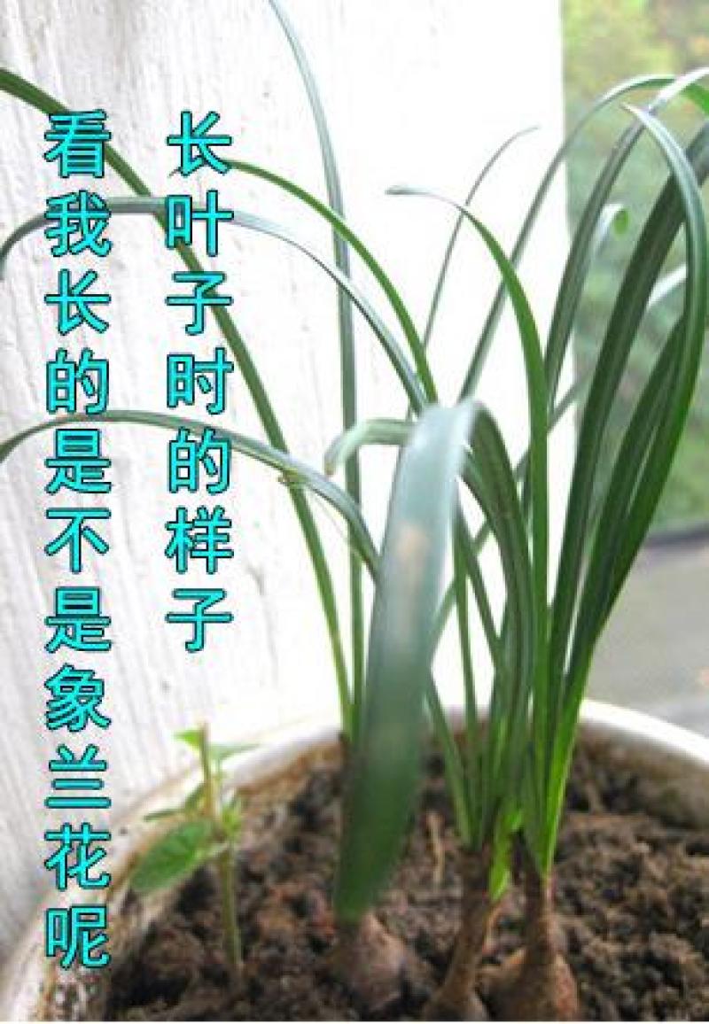 彼岸花种子曼珠沙华盆栽彼岸花种球石蒜花室内四季种花