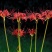 彼岸花种子曼珠沙华盆栽彼岸花种球石蒜花室内四季种花