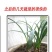 彼岸花种子曼珠沙华盆栽彼岸花种球石蒜花室内四季种花