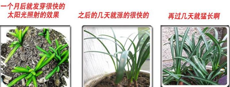 彼岸花种子曼珠沙华盆栽彼岸花种球石蒜花室内四季种花