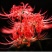 彼岸花种子曼珠沙华盆栽彼岸花种球石蒜花室内四季种花