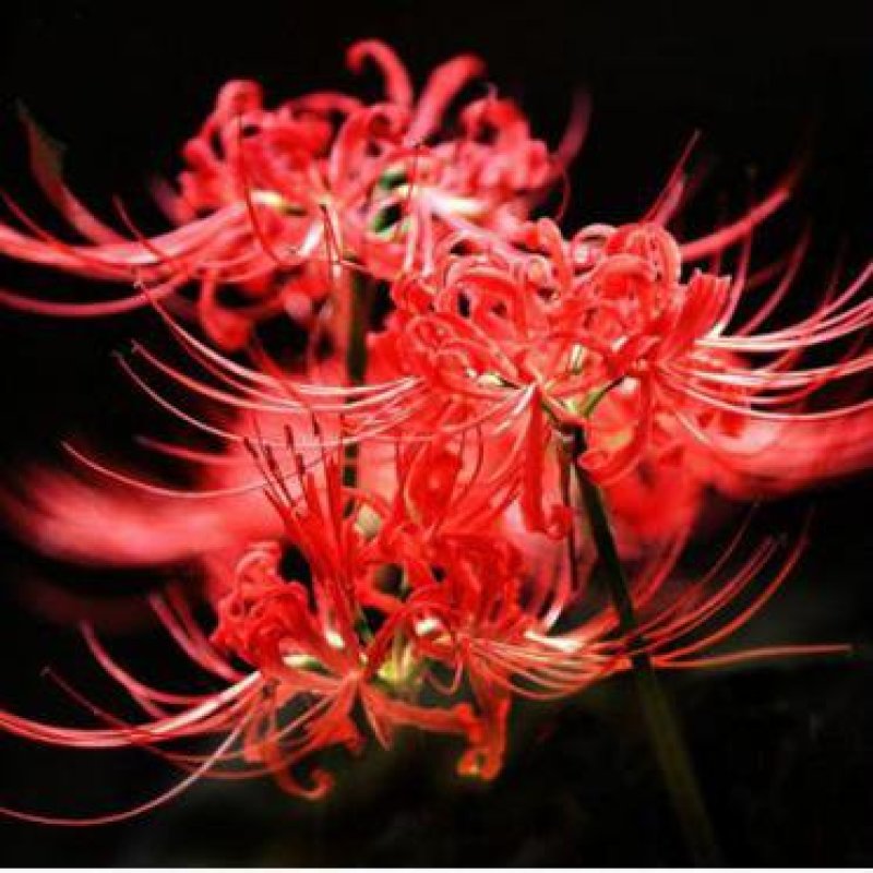 彼岸花种子曼珠沙华盆栽彼岸花种球石蒜花室内四季种花