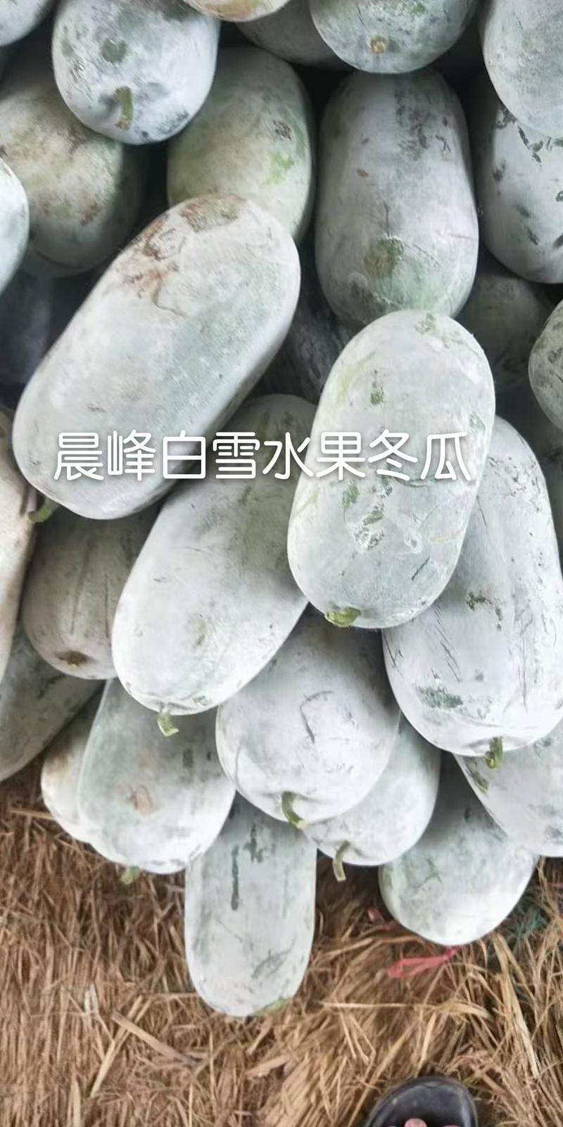 晨峰白雪水果冬瓜杂交品种品质保证厂家发货
