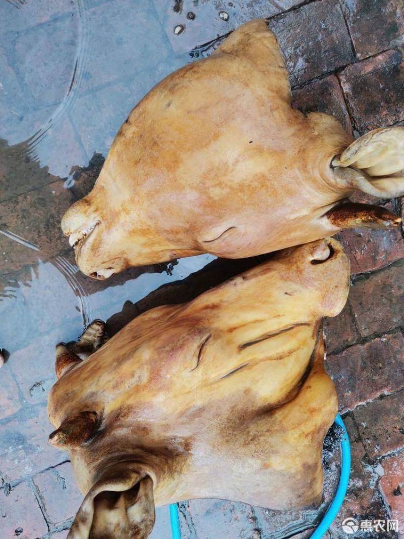 火烧牛头大量有货需要欢迎私信咨询诚信经营