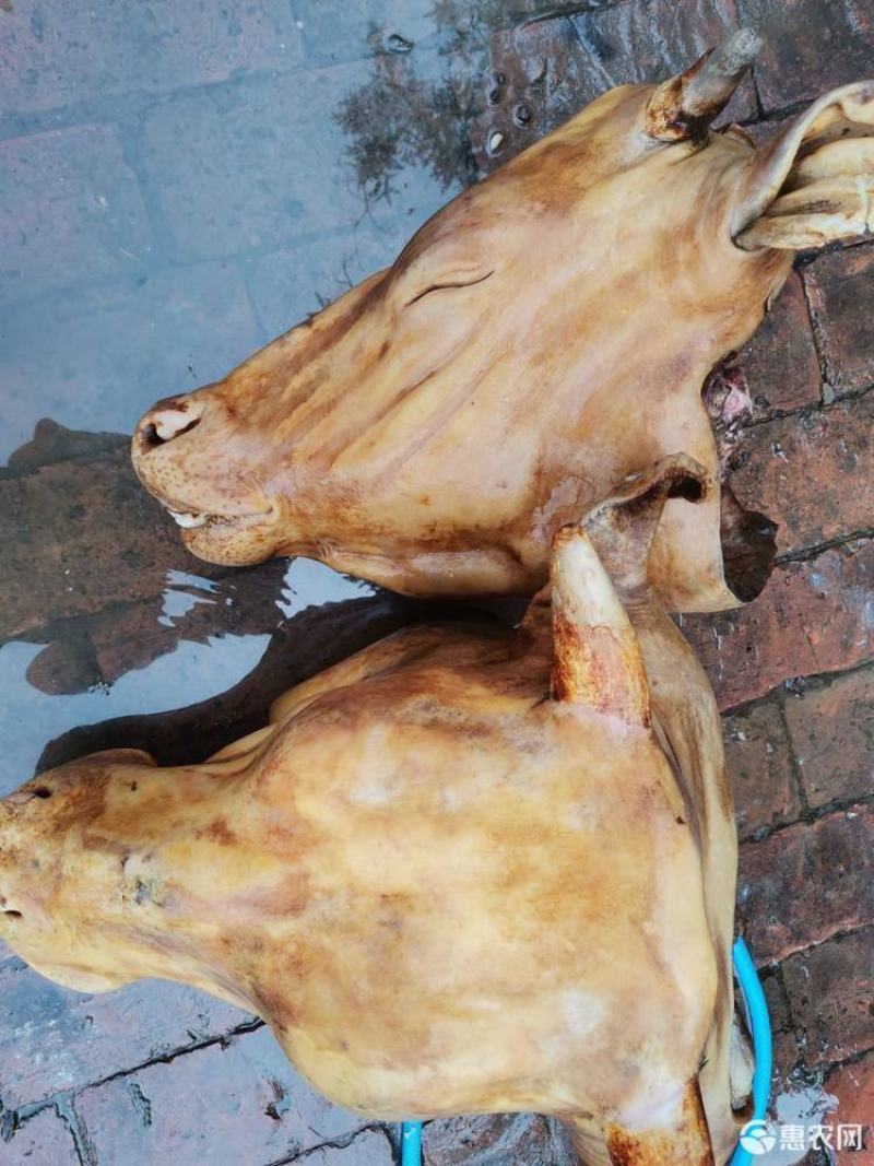 火烧牛头大量有货需要欢迎私信咨询诚信经营
