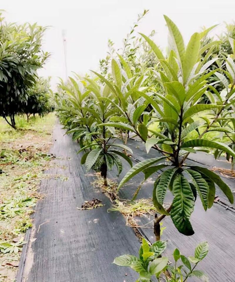 热卖白玉枇杷苗无核枇杷苗南北方种植耐寒性强，果型大