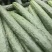 广东徐闻青瓜黄瓜上市，合作市场，电商鲜嫩口感好，