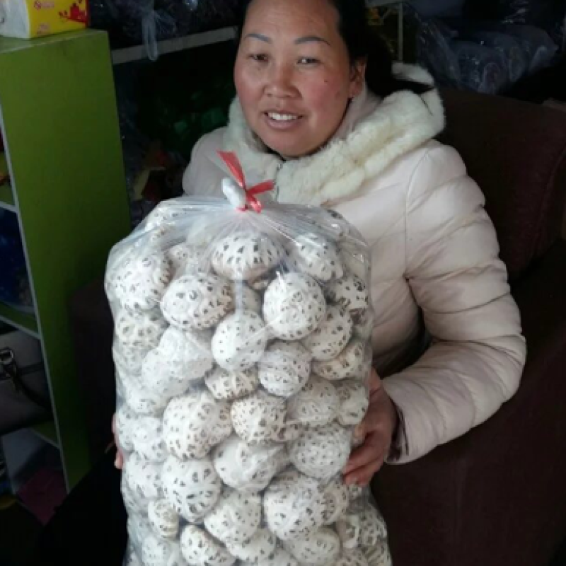 大花菇
