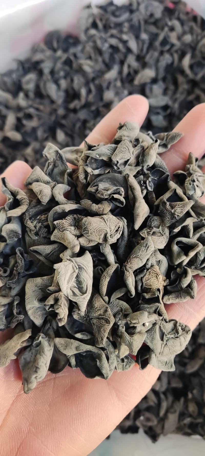 东北木耳东北小碗耳，黑厚秋木耳口感好