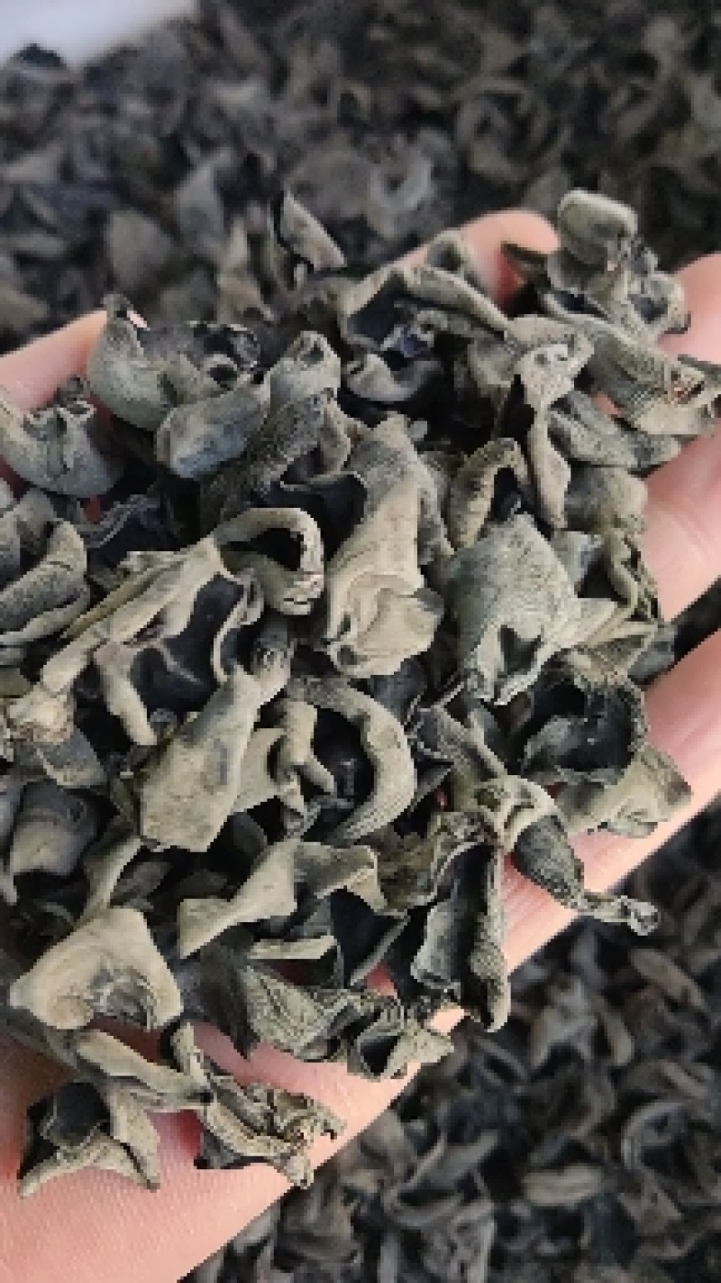 东北木耳东北小碗耳，黑厚秋木耳口感好