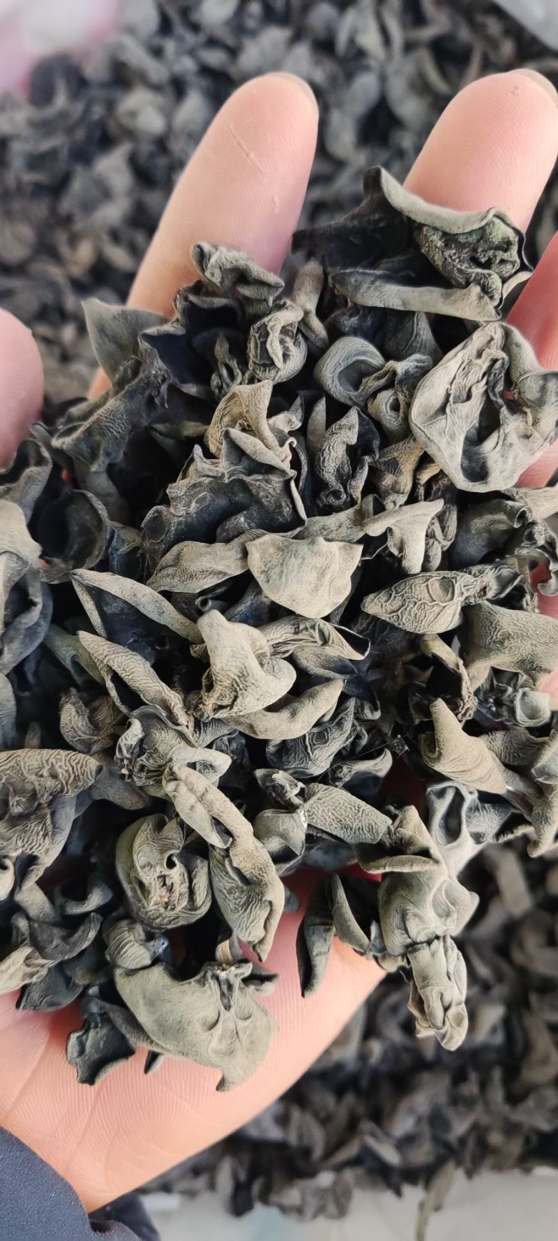 东北木耳东北小碗耳，黑厚秋木耳口感好