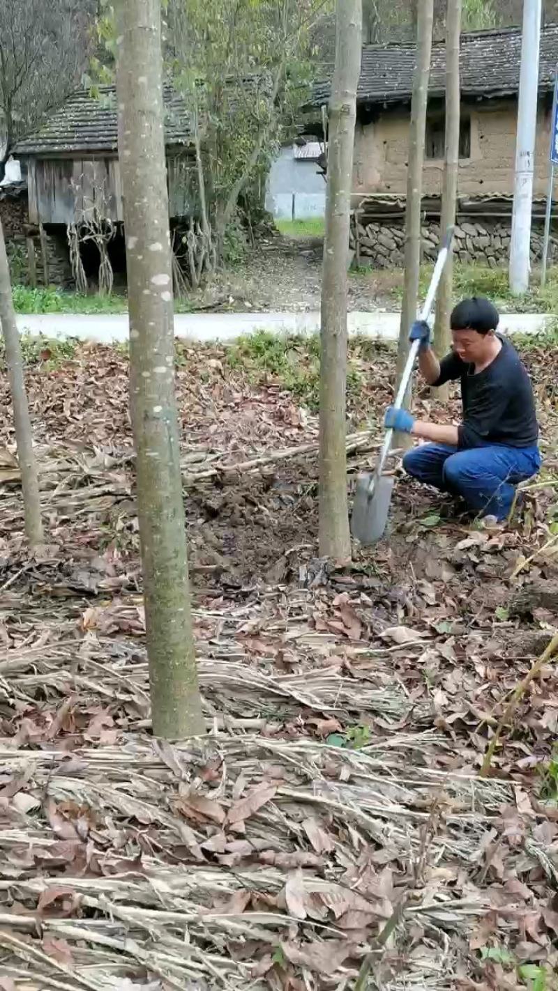 七叶树3到12公分