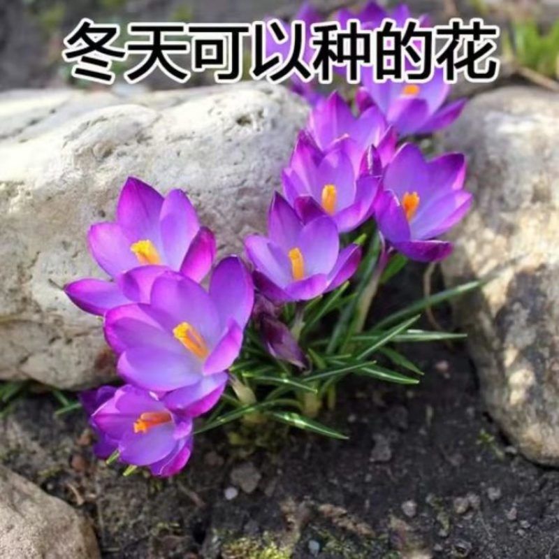 藏红花种球番红种球四季播种耐寒种球欢迎咨询