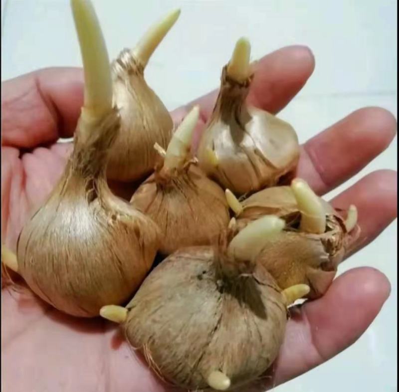 藏红花种球番红种球四季播种耐寒种球欢迎咨询